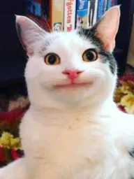 :chat_rire: