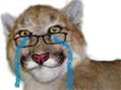 :lynx-pleure: