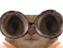 :chat_lunettes_gros_yeux: