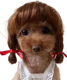 :doggo_fille: