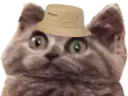 :CHAT_BOB: