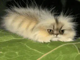 :ChatChenille: