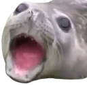 :Phoque_bouche_ouverte: