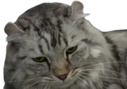 :chat_fatigue2: