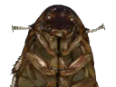 :cafard_puant: