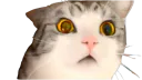 :chokbar_chat: