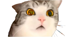 :chokbar_chat: