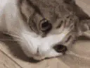 :chattombe3: