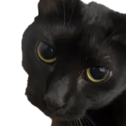 :Chat_zoom_regarde: