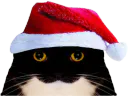 :chat_mignon_noel: