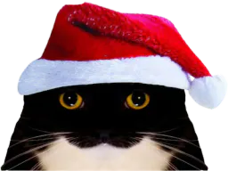 :chat_mignon_noel: