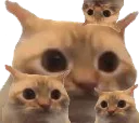 :chat_limite_x4: