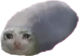 :chat_phoque: