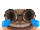 :chat_lunette_rire_gif: