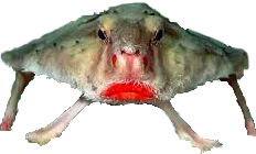 :poissonchauvesouris: