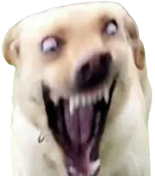 :Chien_furax: