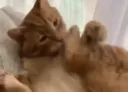 :pattefolle: