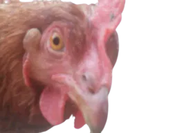 :poule_: