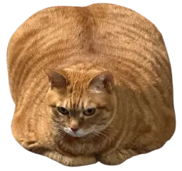 :Chatobesitemorbide: