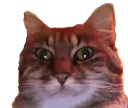 :chatzoom2: