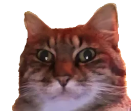 :chatzoom2: