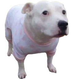 :toutou_pyjama:
