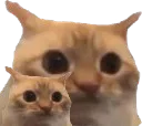 :chat_limite_x2: