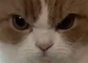 :chatzoomcolere: