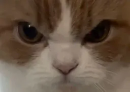 :chatzoomcolere: