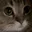 Photo de profil de Me0w