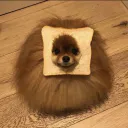 pomeranie
