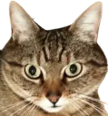 :chat_serieux_: