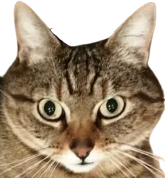 :chat_serieux_: