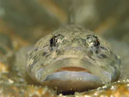 :Poisson_moche6:
