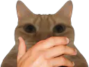 :chatmain2: