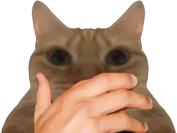 :chatmain2: