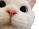:hellocat: