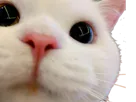 :hellocat: