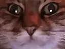 :ChatZoomGif: