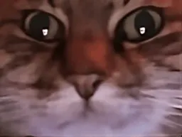 :ChatZoomGif: