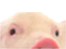 :demi_cochon: