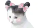 :chat_chouettes: