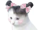 :chat_chouettes: