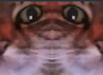 :chat_difforme: