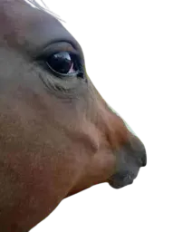 :meuuuouai: