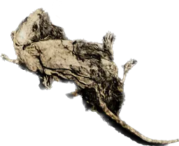 :rat_mort: