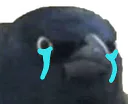 :PUT_DE_GARY: