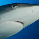 Requin