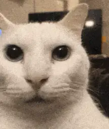 :Chat_au_cafe: