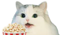 :popcat: